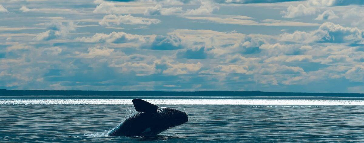 SW_01_Hero_jumping whale_R2-2